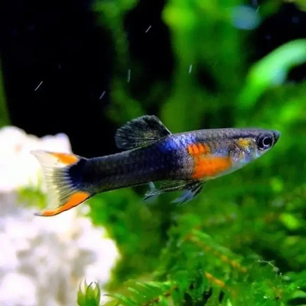 Poecilia endler black fire