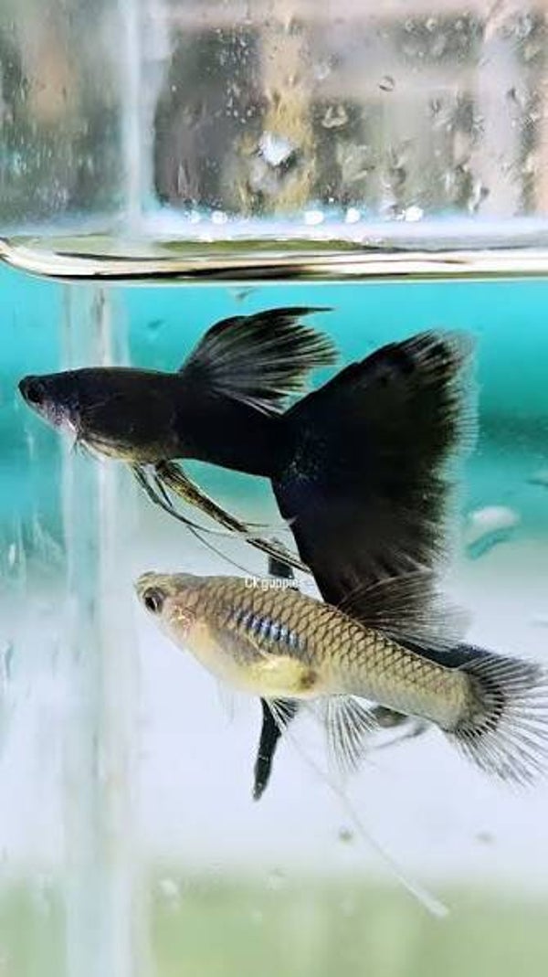 Poecilia ret. black moscow ribbon