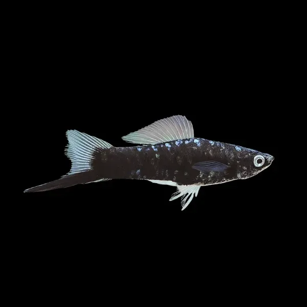 Xiphophorus helleri black