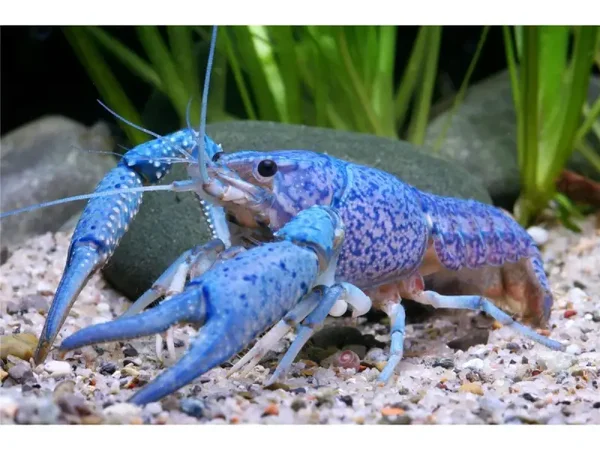 Blauwe Floridakreeft - Procambarus Alleni