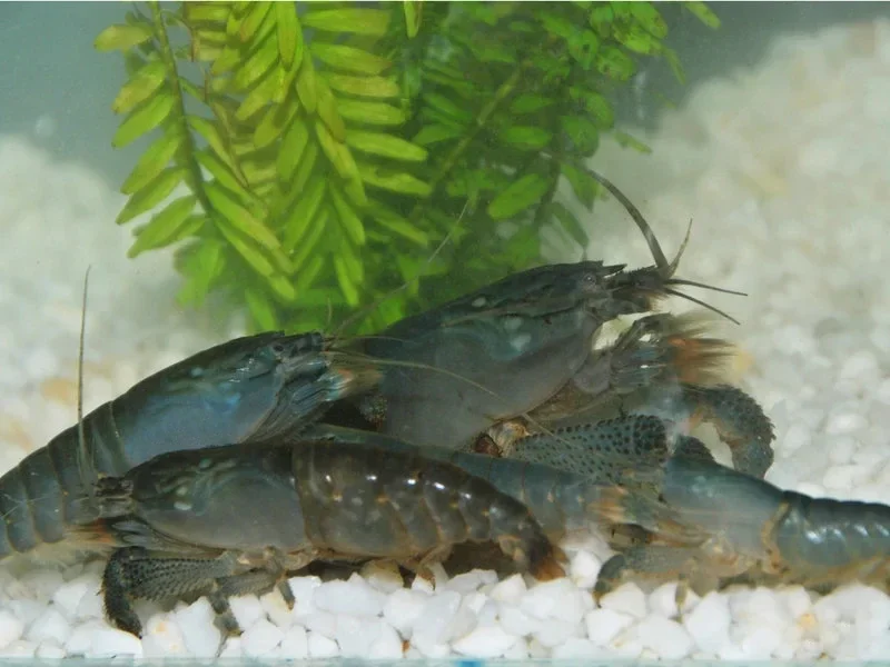 Blauwe Waaierhand garnaal Atye Gabonensis