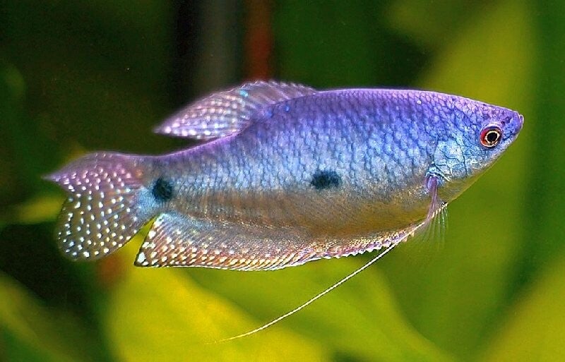 Trichogaster / trichopterus blue