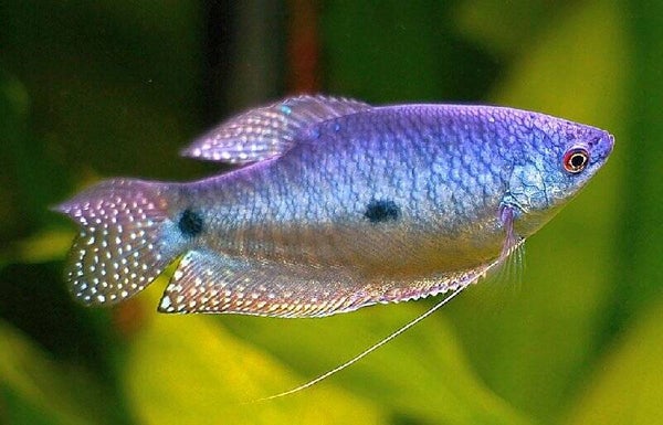 Trichogaster / trichopterus blue