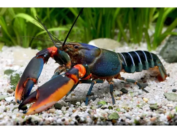 Blue Kong Rode Klauwrivierkreeft - Cherax Alyciae