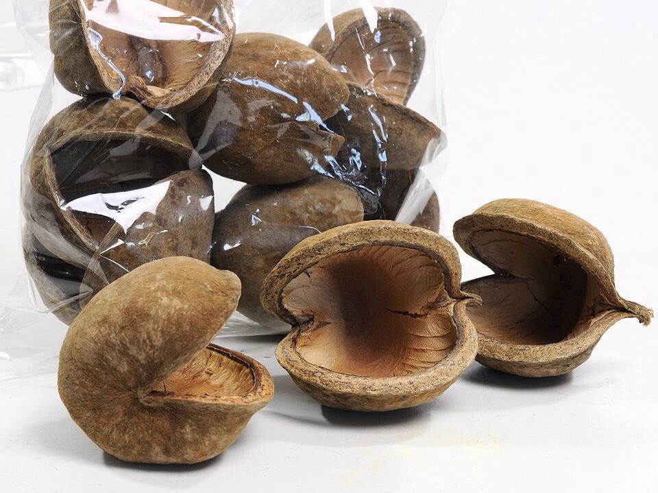 Boeddhanoot - Pterygota alata XL