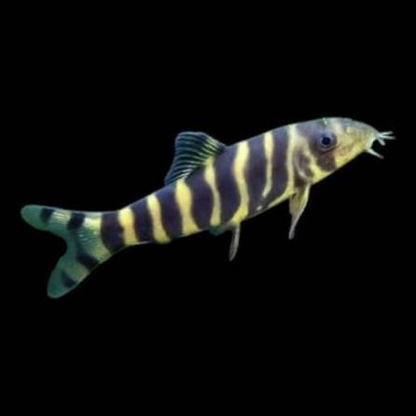 Botia dario