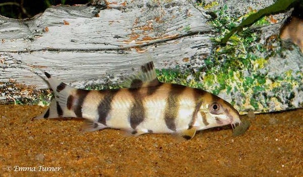 Botia histrionika