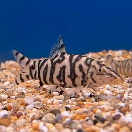 Botia / lohachata, Netbotia