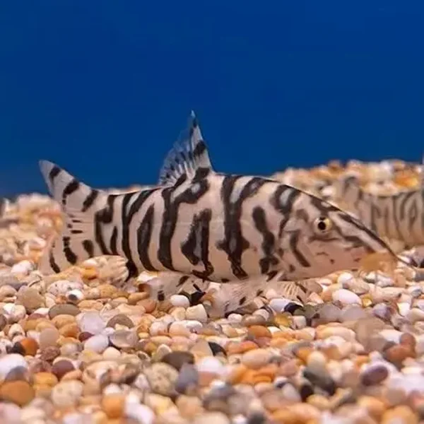 Botia / lohachata, Netbotia