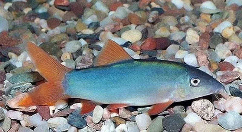 Botia modesta