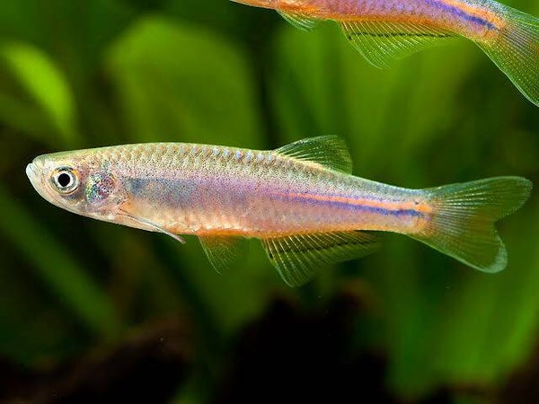 Brachydanio albolineatus