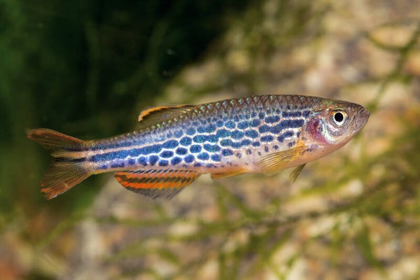 Brachydanio frankei Luipaard danio