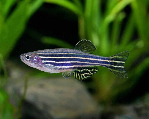 Brachydanio rerio