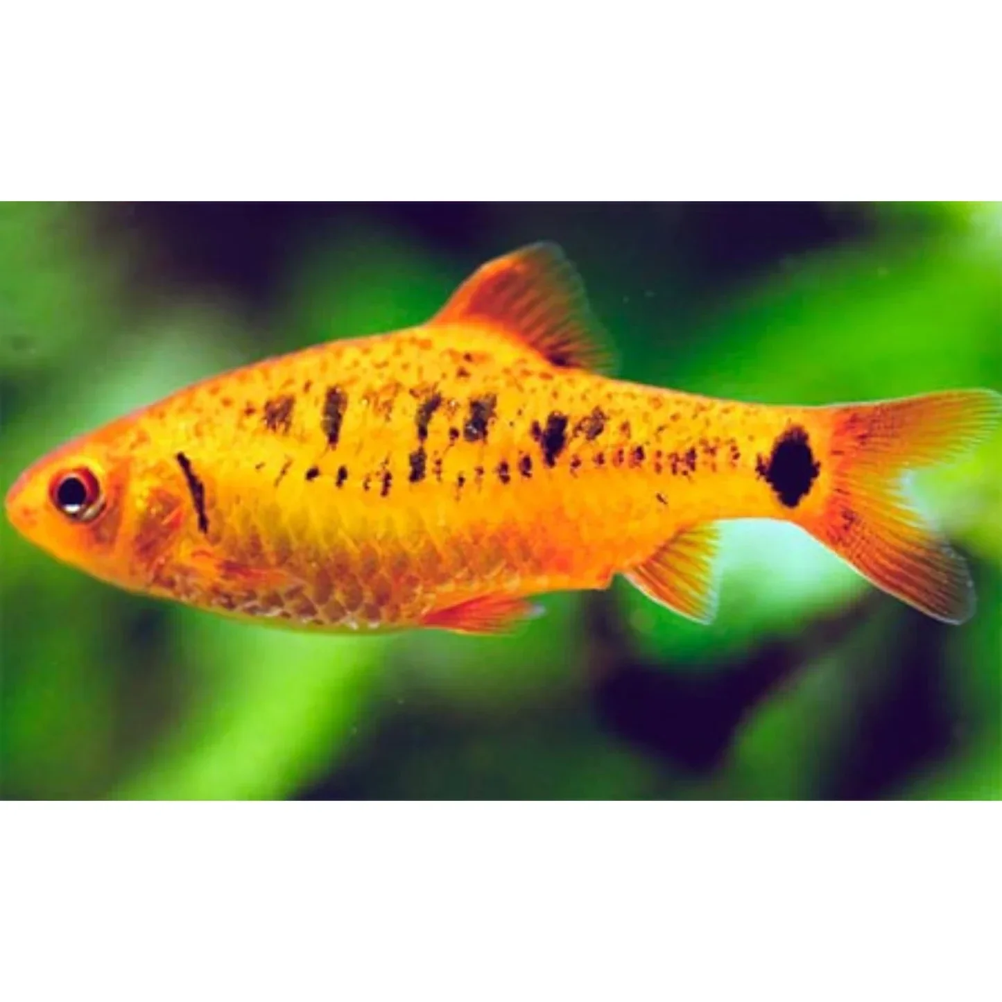 Barbus Capoeta  schuberti