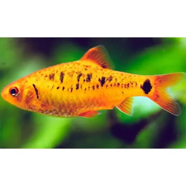 Barbus Capoeta  schuberti