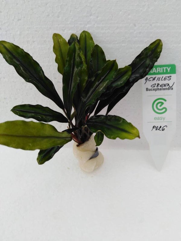 Bucephalandra Achilles green