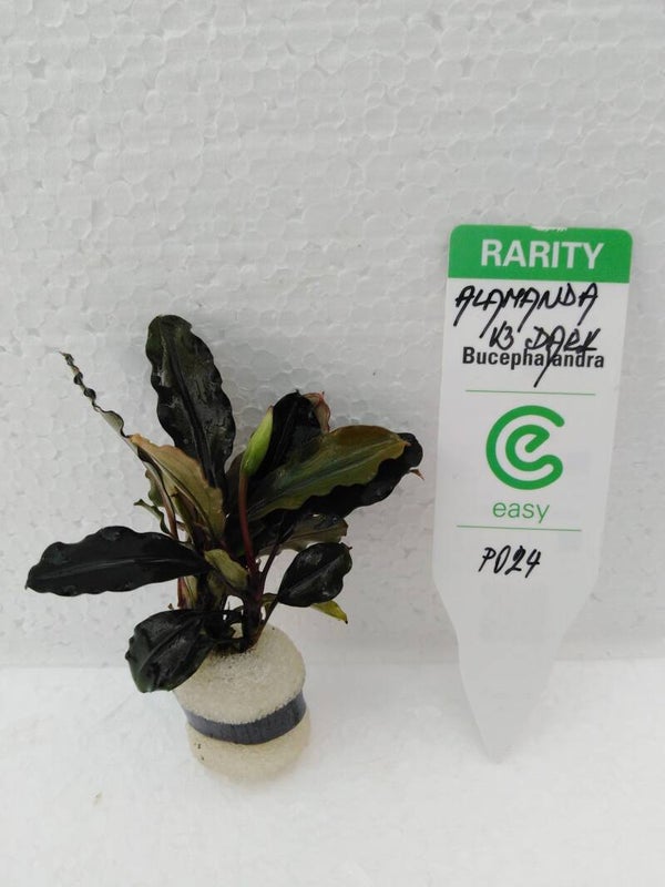 Bucephalandra Alamanda V3 dark