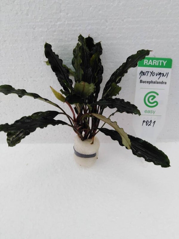 Bucephalandra Antyovani