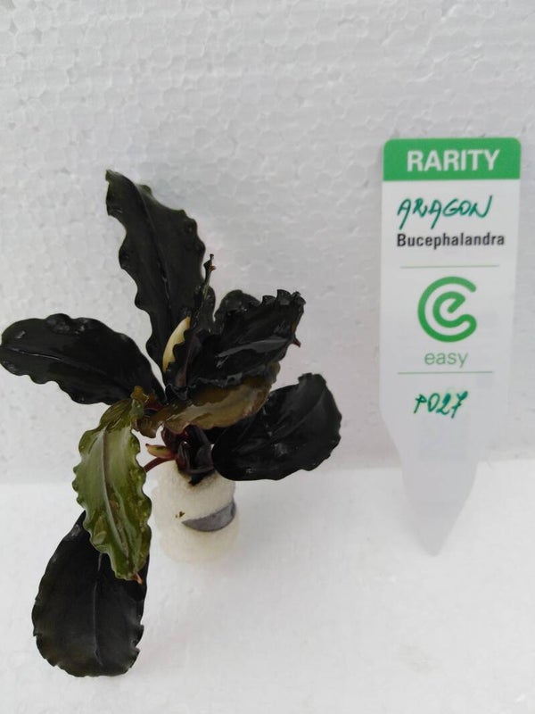 Bucephalandra Aragon