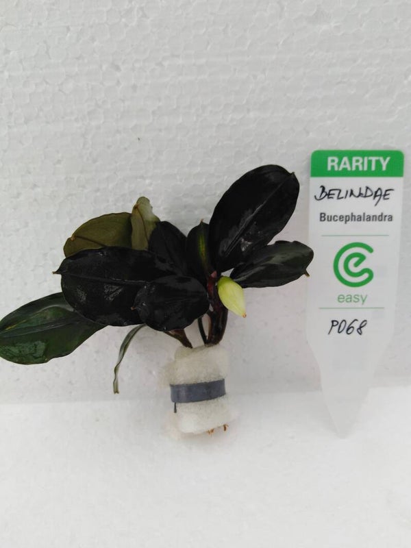 Bucephalandra Belindae