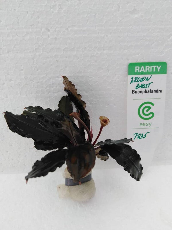 Bucephalandra Brown Ghost
