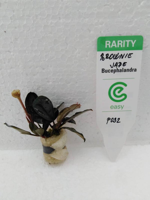 Bucephalandra Brownie jade