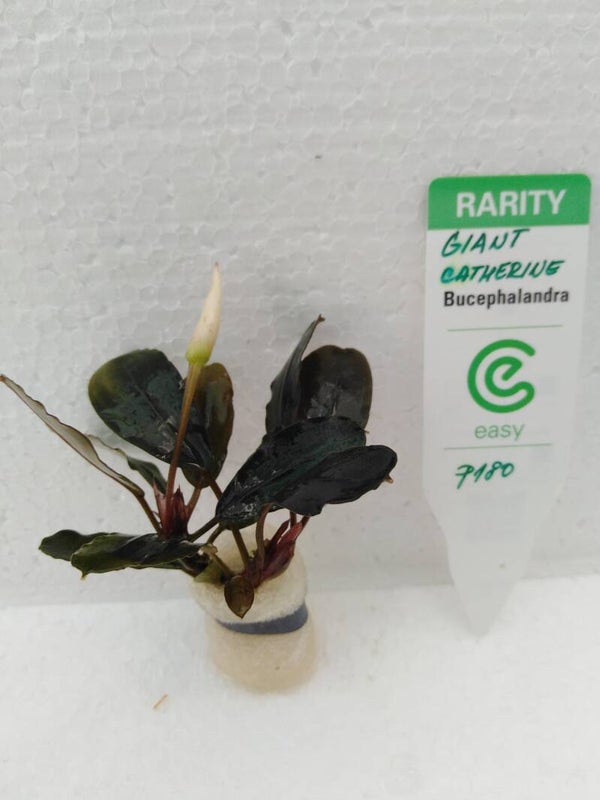 Bucephalandra Catherine