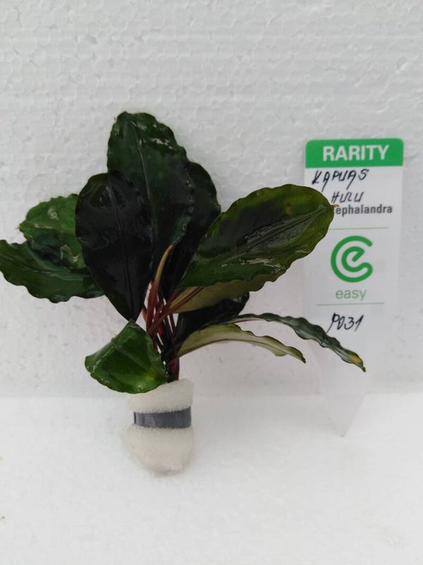 Bucephalandra Kapuas hulu
