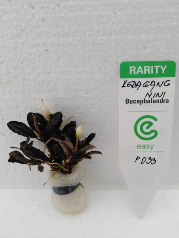 Bucephalandra Kedagang mini