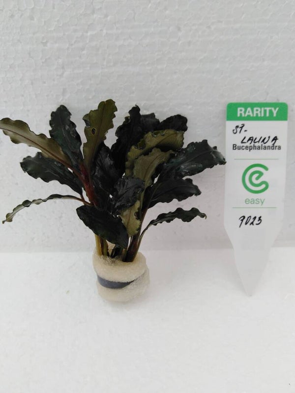 Bucephalandra Lalina