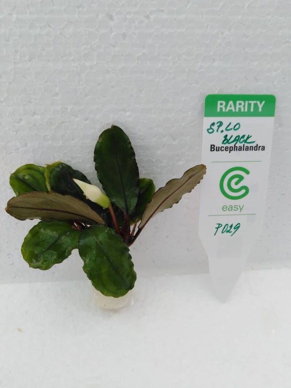 Bucephalandra Lo black