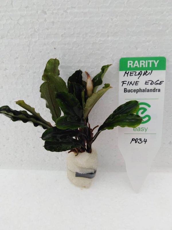 Bucephalandra Melawi fine edge