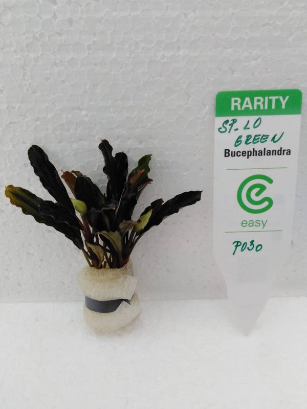 Bucephalandra  sp. lo green