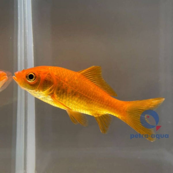 Carassius auratus / red