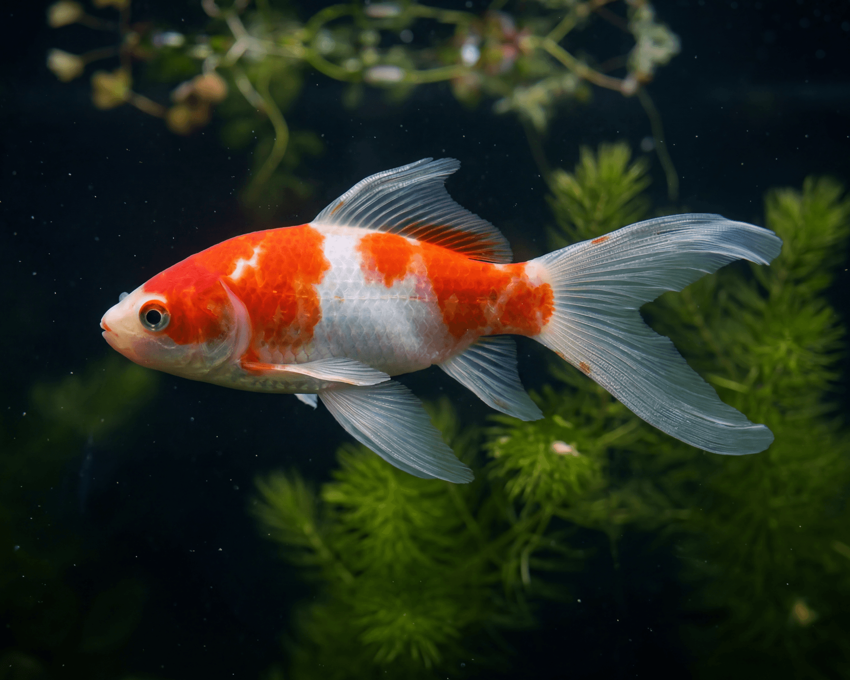 Carassius auratus / sarasa