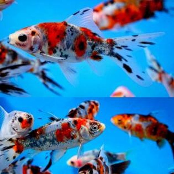 Carassius auratus / schubunkin