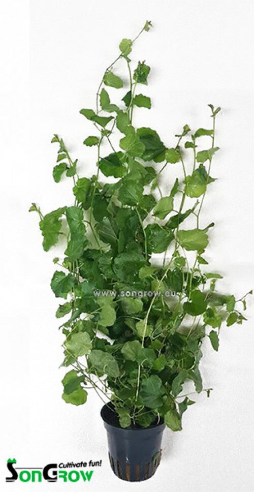 Cardamine lyrata (Chinese klimop)