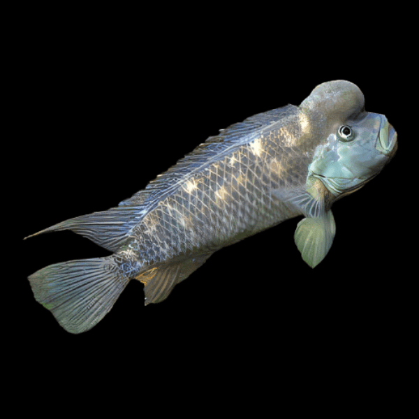 Steatocranus casuarius