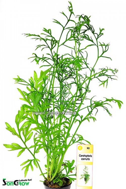 Ceratopteris cornuta (Grof)