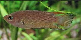 Belontia / signata Ceylonese Kempvis