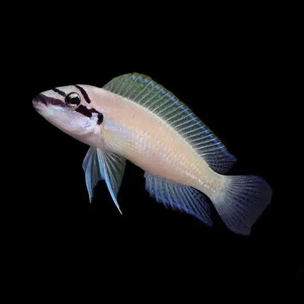 Chalinochromis brichardi