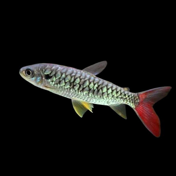Chalteus macrolephydotus Pink tail tetra