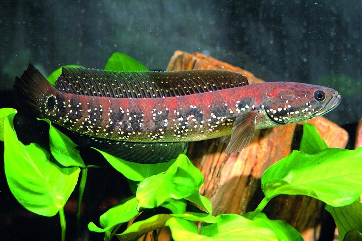 Channa  asiatica