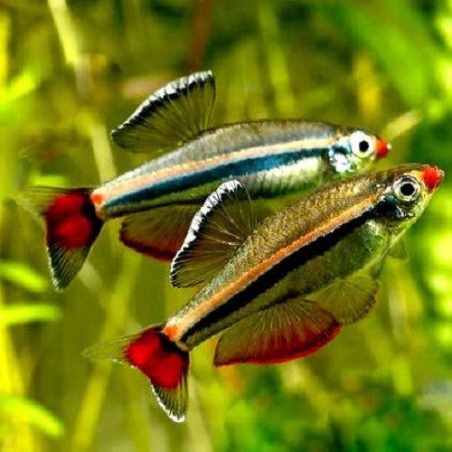 Tanichthys albonubes, Chinese danio