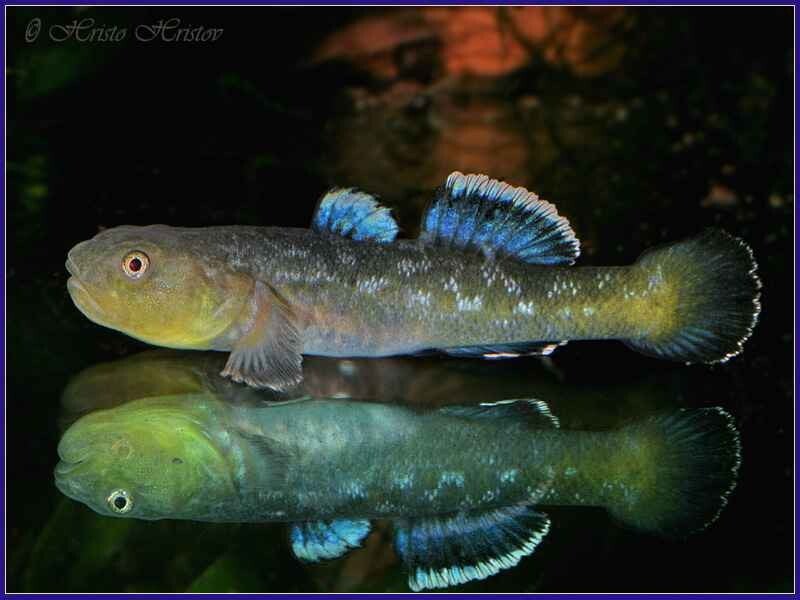 Chamidogobius eremius woestijngrondel