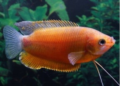Colisa / labiosa orange