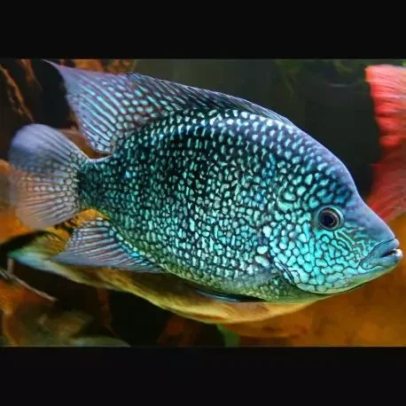 Cichlasoma carpinte