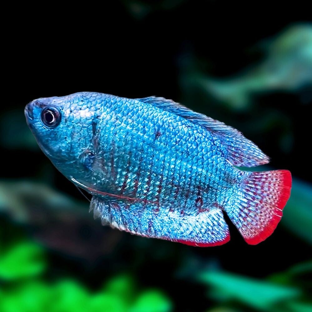 Colisa / lalia cobalt dwarf