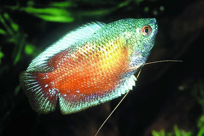 Colisa / lalia rainbow