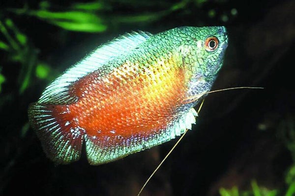 Colisa / lalia rainbow